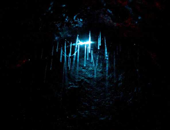 Glowworms in a cave in New Zealand