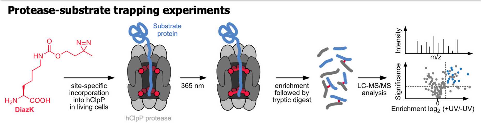 Scheme: Proteas substrate tapping experiment