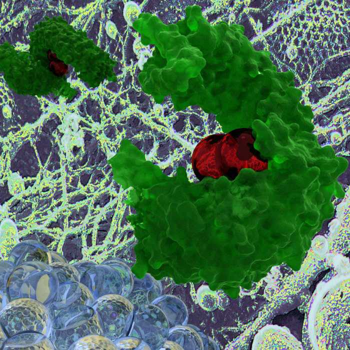picture of a virus entry at the host cell