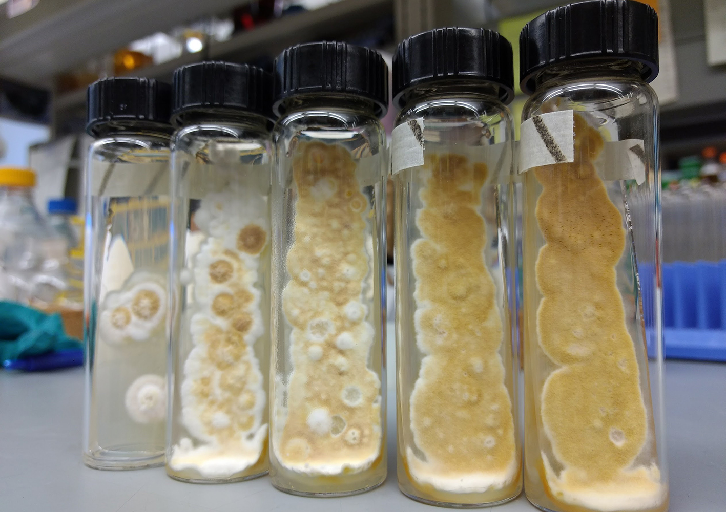 Cultivated fungi in Amy Frale'y laboratory