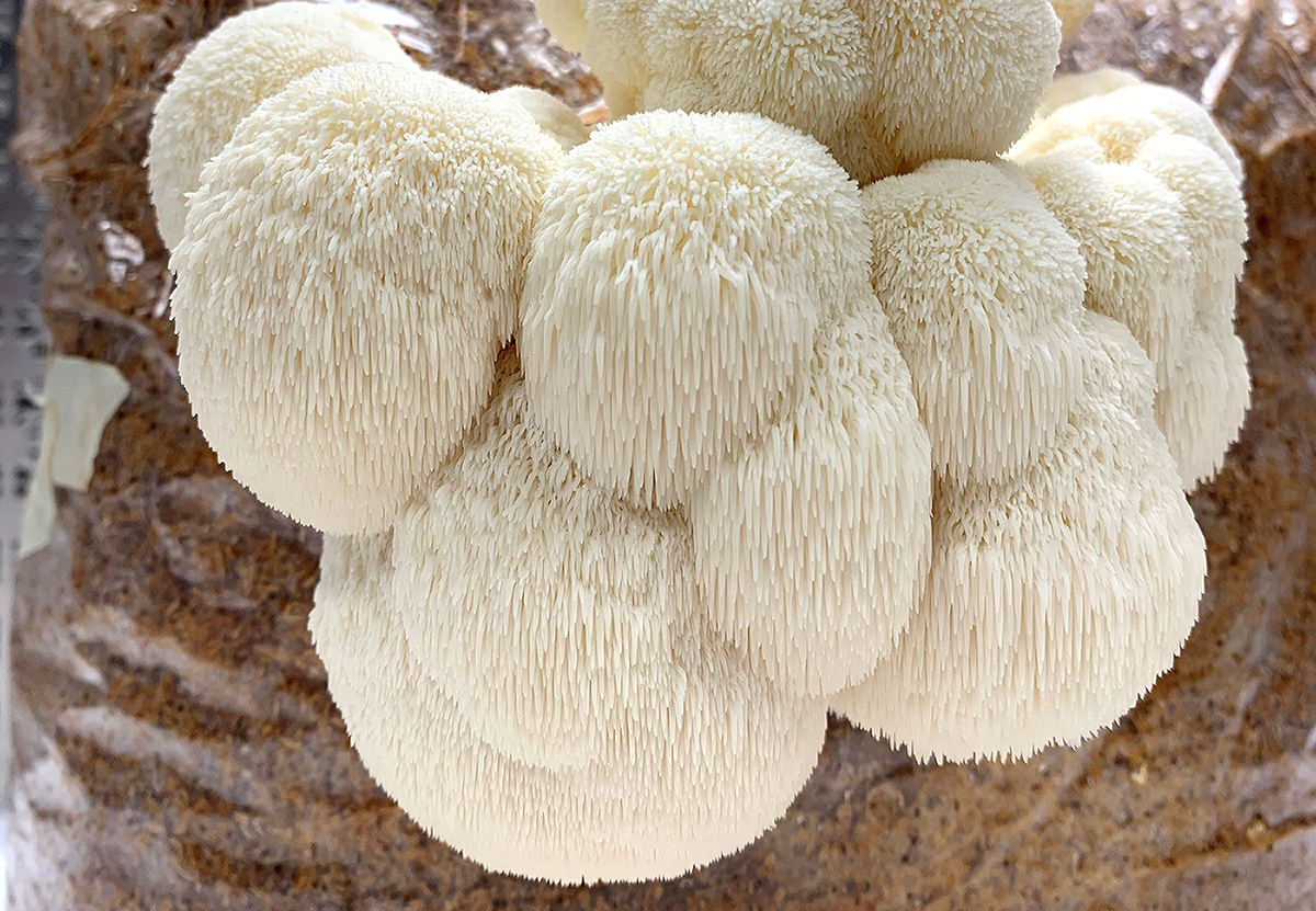 Mydo mushroom