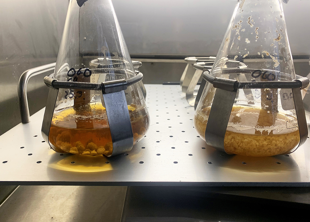 fungus cultures