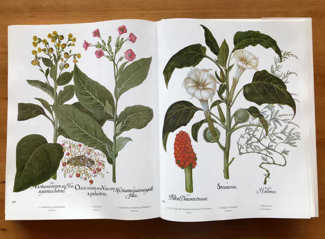 example of Hartwich's herbal book collection in the collection