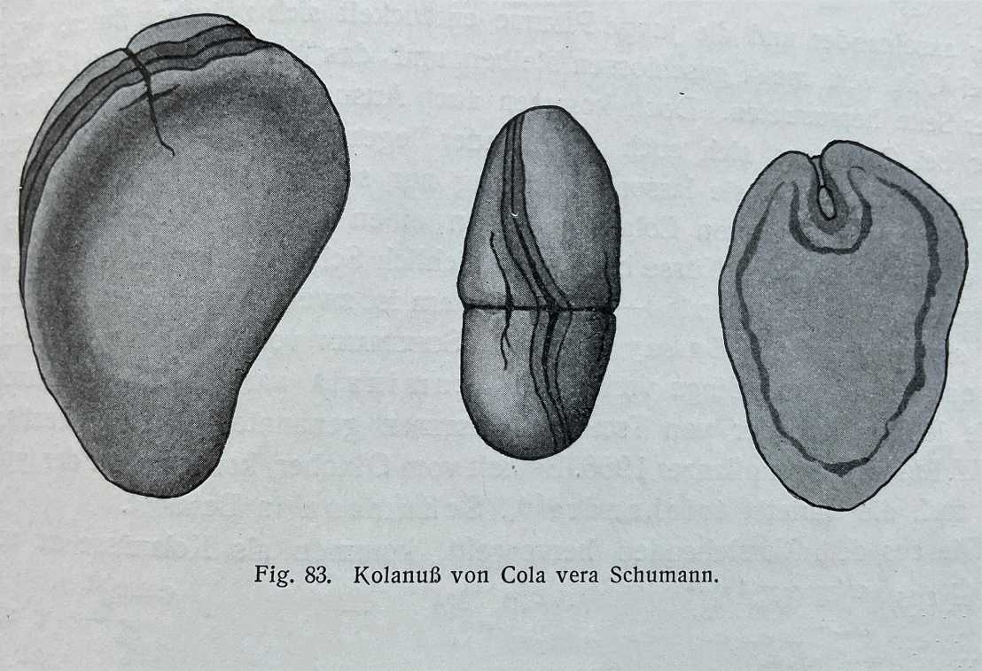 Drawing Cola nut from Hartwich's work "The human stimulants" from 1911