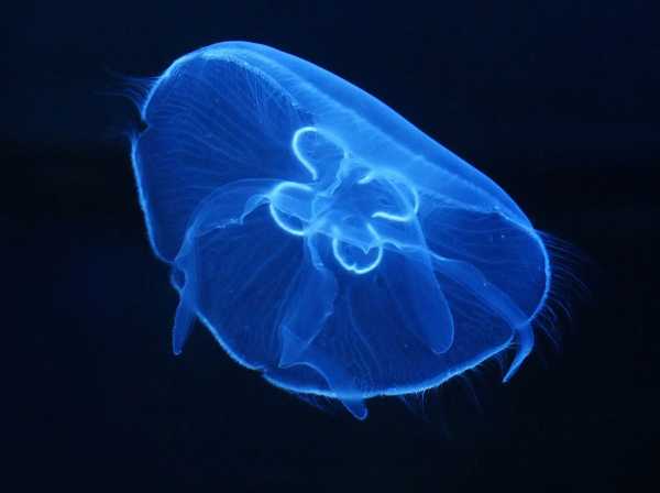 Jellyfish © Hans Hillewaert