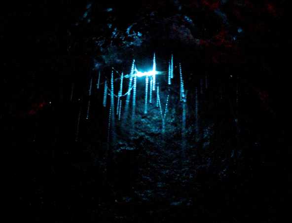Glowworms in a cave in New Zealand