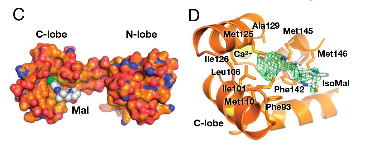 Visualization of the natural substance Malbrancheamide binding to the C lobe of the calcium-sensing protein calmodulin