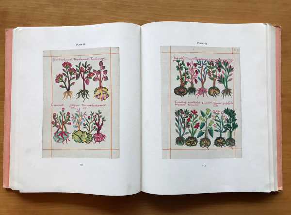 The Badianus Manuscript_Codex Barberini Latini 241 An Aztec Herbal 1552 (übersetzt)