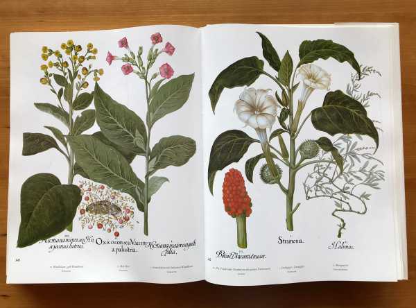 Der Garten von Eichstätt_Das grosse Herbarium des Basilius Besler_1613